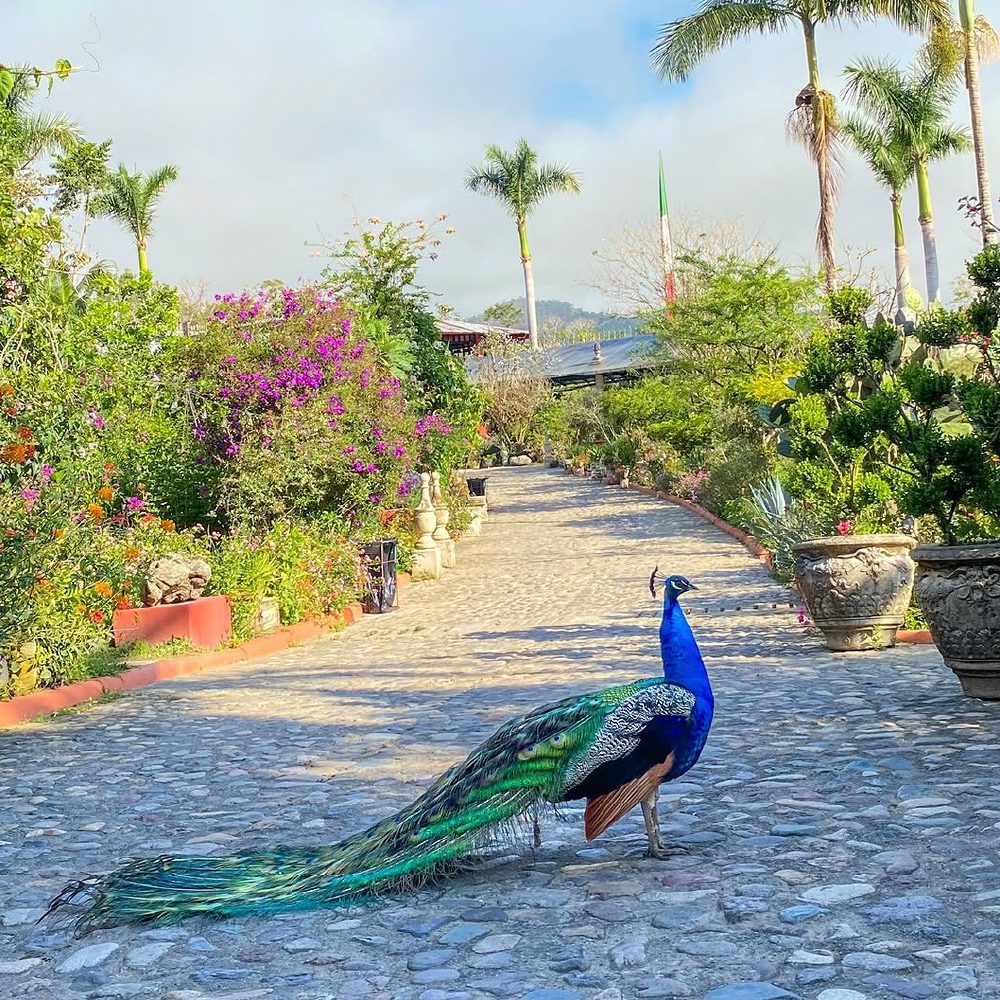 Beautiful peacocks roaming the Gardens!