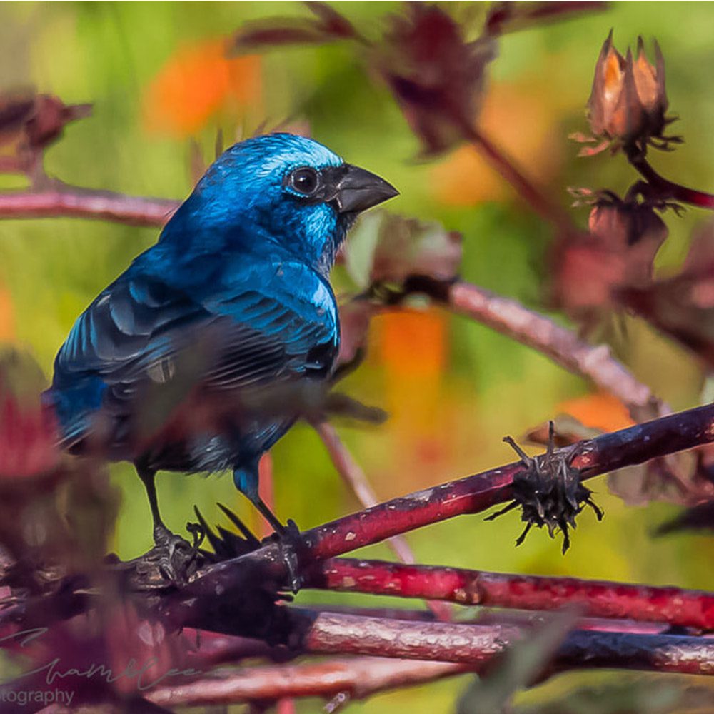 Cyanocompsa parellina
