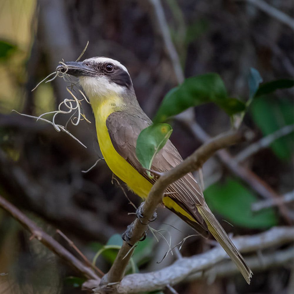 Megarynchus pitangua