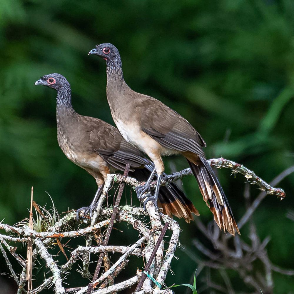 Ortalis poliocephala