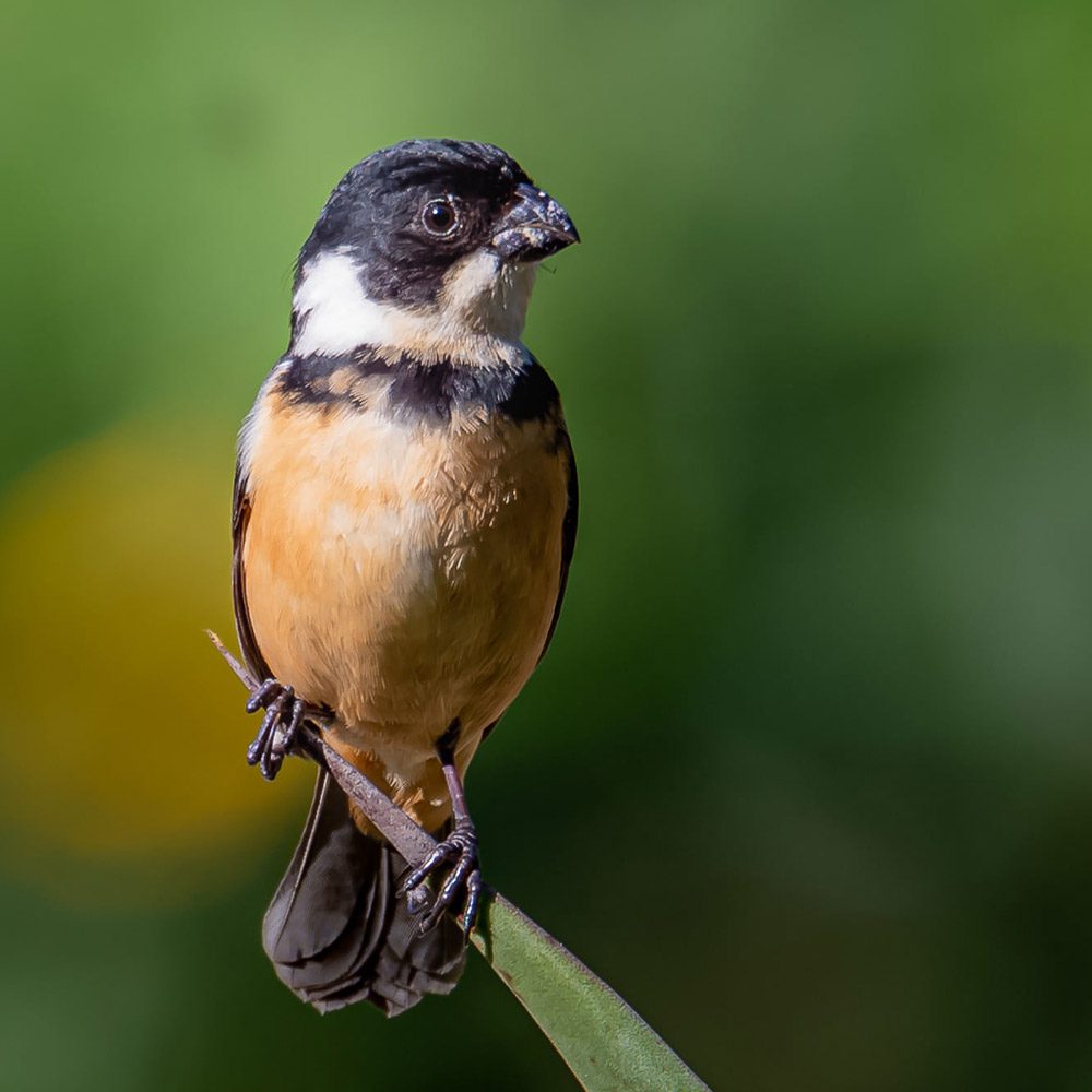 Sporophila torqueola