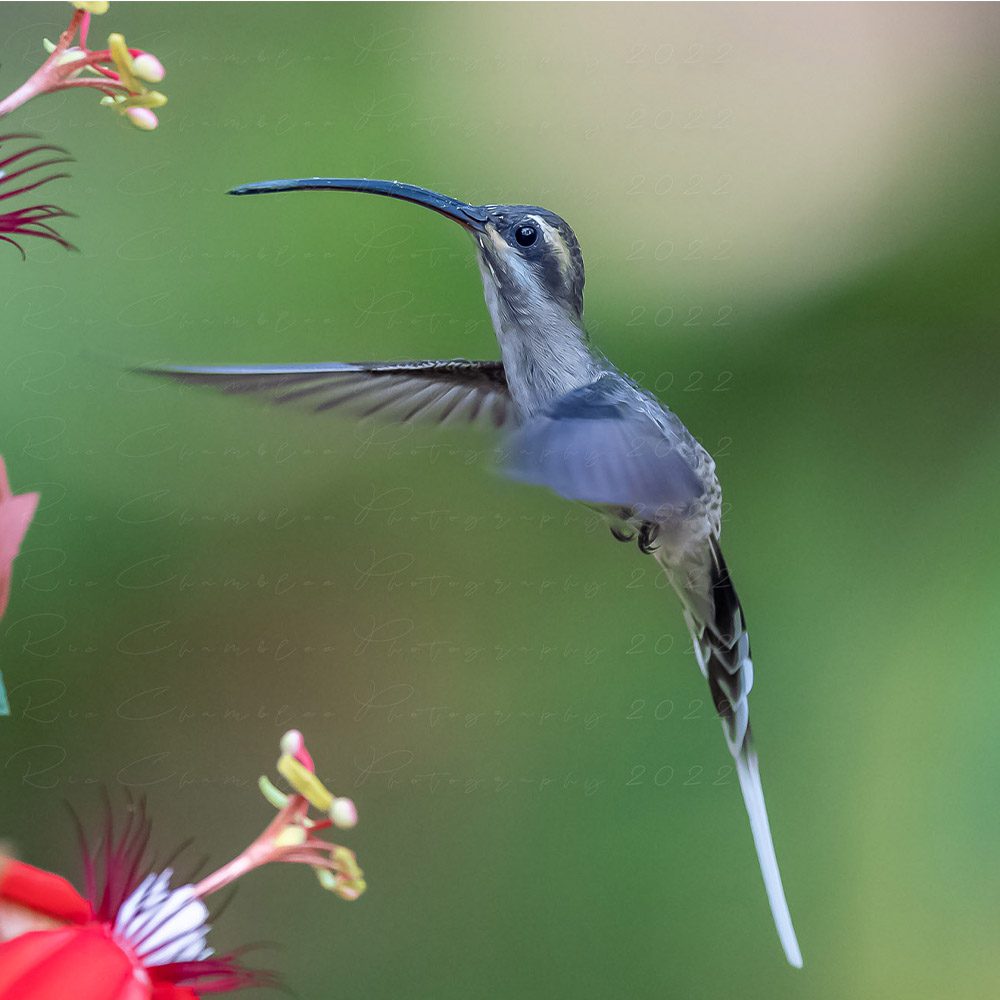 Phaethornis mexicanus