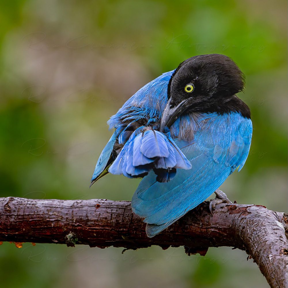 San Blas Jay