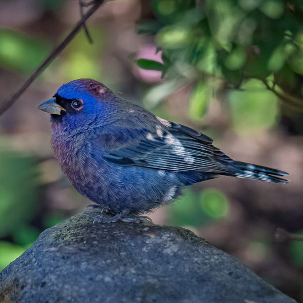 Passerina versicolor