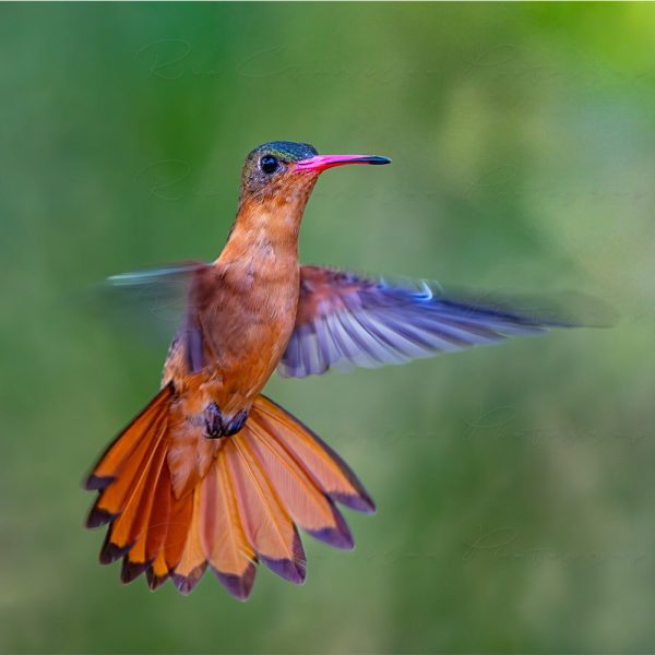 Cinnamon Hummingbirdd