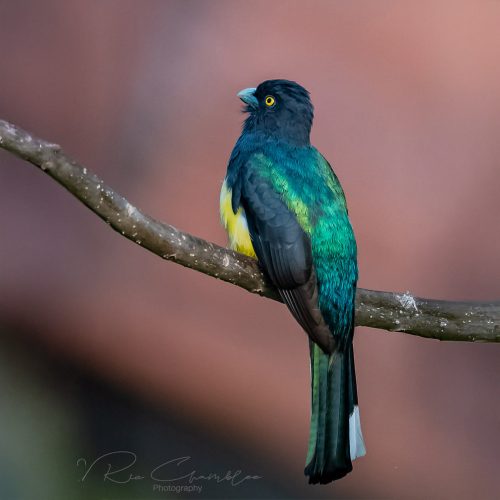 Citreoline Trogon