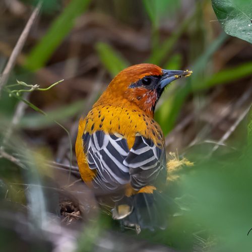Streak-backed Oriole