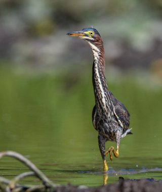 The Green Heron